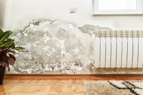 Schimmel in der Wohnung Schimmel in der Wohnung